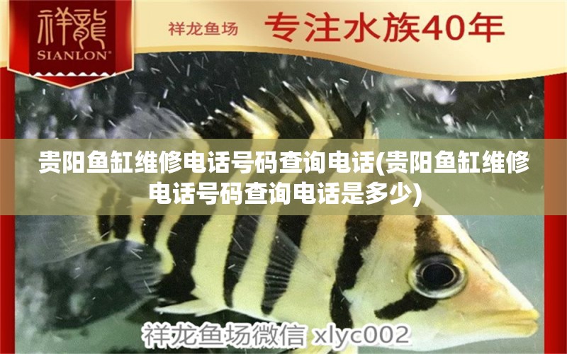 貴陽魚缸維修電話號碼查詢電話(貴陽魚缸維修電話號碼查詢電話是多少) 球鯊魚