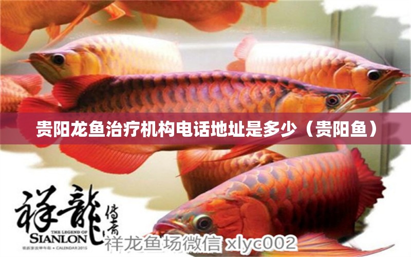 貴陽龍魚治療機(jī)構(gòu)電話地址是多少（貴陽魚）