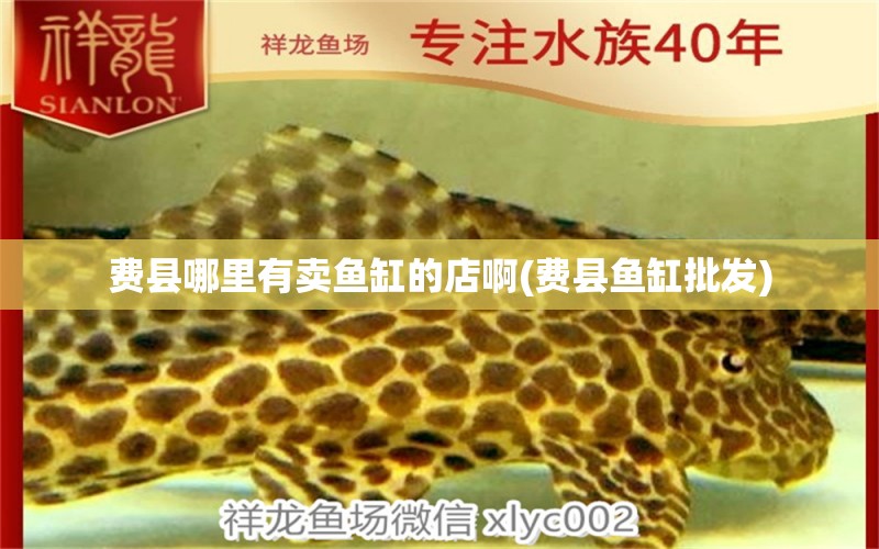 費縣哪里有賣魚缸的店啊(費縣魚缸批發(fā)) 大嘴鯨魚