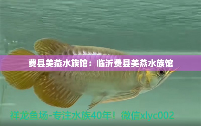 費縣美燕水族館：臨沂費縣美燕水族館 全國觀賞魚市場 第1張