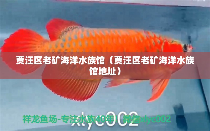 賈汪區(qū)老礦海洋水族館（賈汪區(qū)老礦海洋水族館地址）