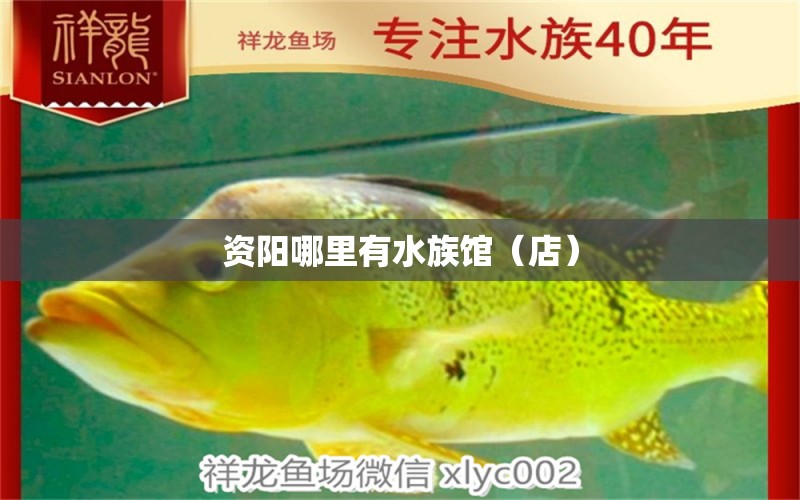 資陽哪里有水族館（店） 觀賞魚水族批發(fā)市場