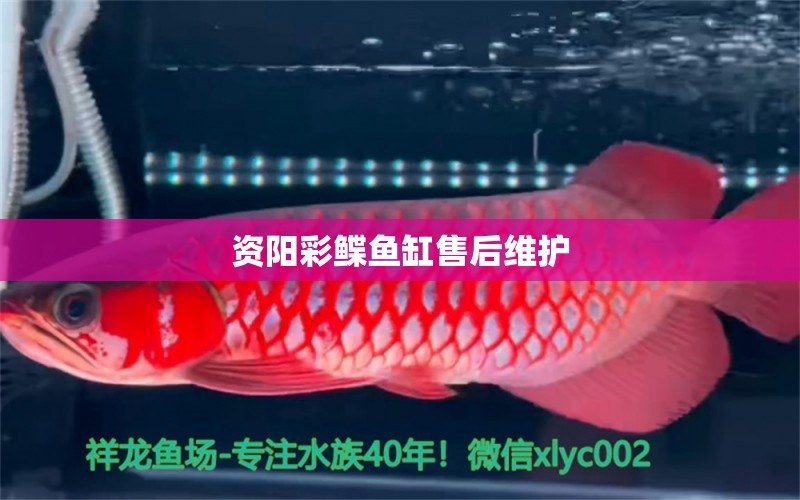 資陽彩鰈魚缸售后維護 彩鰈魚缸（彩蝶魚缸）