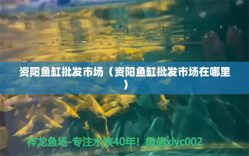 資陽魚缸批發(fā)市場（資陽魚缸批發(fā)市場在哪里） 觀賞魚水族批發(fā)市場