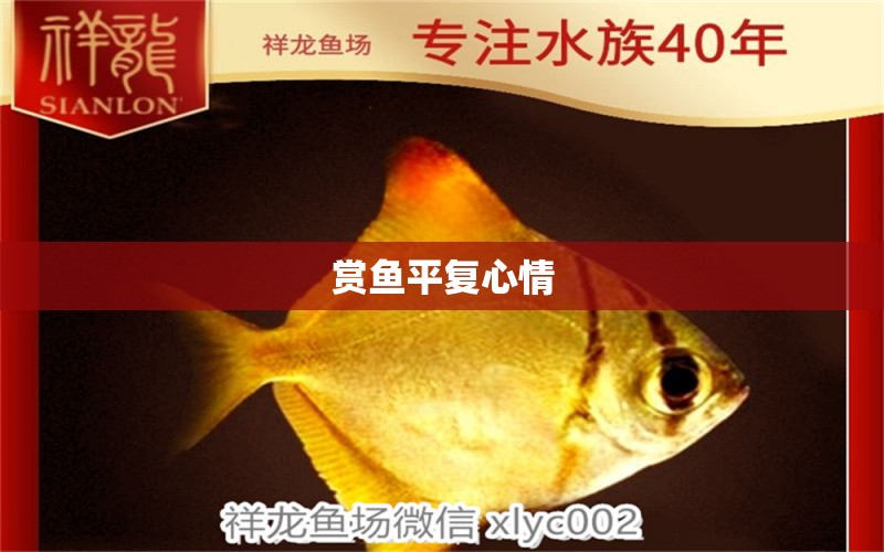 賞魚平復(fù)心情 薩伊藍(lán)魚 第3張