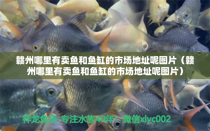 贛州哪里有賣魚和魚缸的市場地址呢圖片（贛州哪里有賣魚和魚缸的市場地址呢圖片）