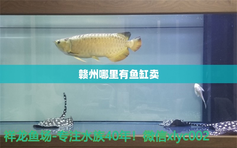 贛州哪里有魚缸賣