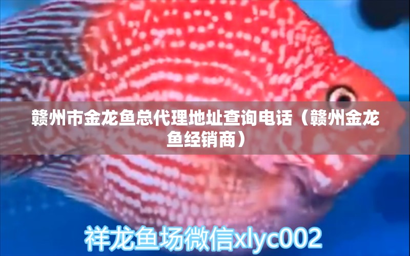 贛州市金龍魚(yú)總代理地址查詢電話（贛州金龍魚(yú)經(jīng)銷商）