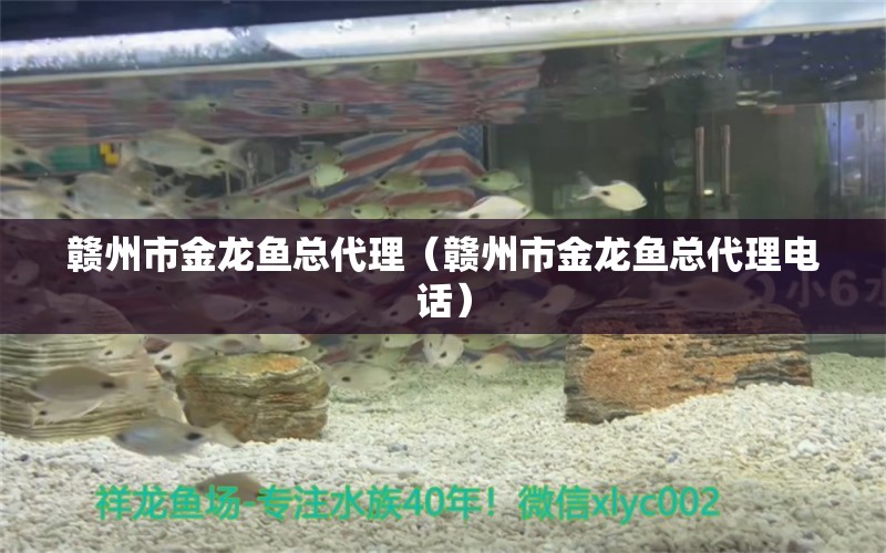 贛州市金龍魚總代理（贛州市金龍魚總代理電話） 一眉道人魚苗