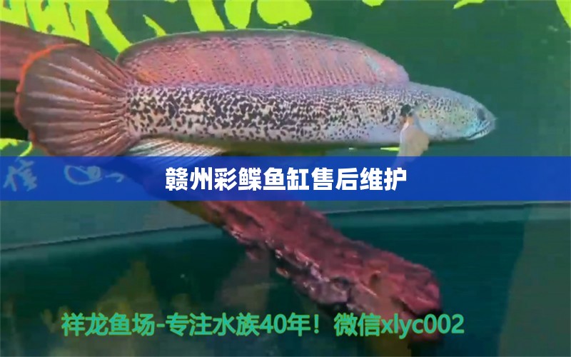 贛州彩鰈魚缸售后維護(hù) 彩鰈魚缸（彩蝶魚缸）