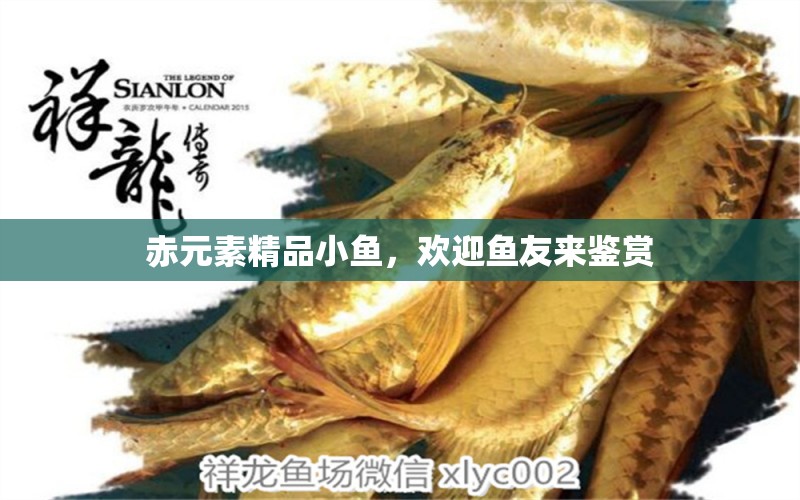 赤元素精品小魚，歡迎魚友來鑒賞 觀賞魚論壇 第3張