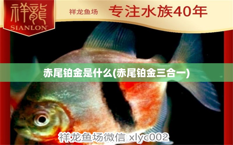 赤尾鉑金是什么(赤尾鉑金三合一) 黑桃A魚苗