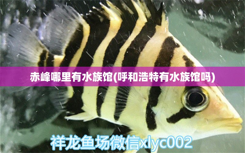 赤峰哪里有水族館(呼和浩特有水族館嗎) 巴西亞魚