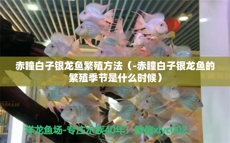 赤瞳白子銀龍魚繁殖方法（-赤瞳白子銀龍魚的繁殖季節(jié)是什么時(shí)候） 水族問答 第1張