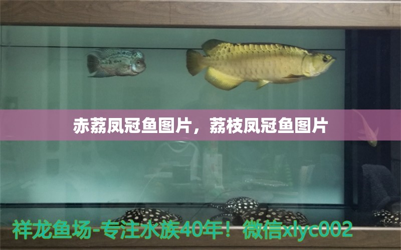 赤荔鳳冠魚圖片，荔枝鳳冠魚圖片 赤荔鳳冠魚