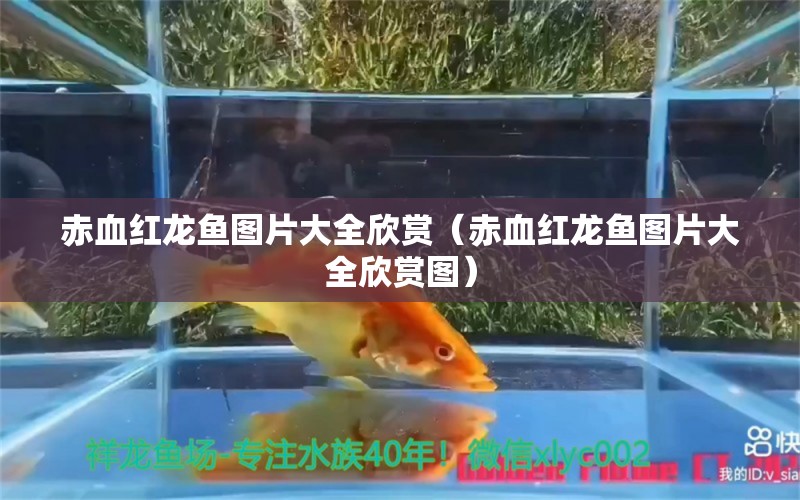 赤血紅龍魚圖片大全欣賞（赤血紅龍魚圖片大全欣賞圖） 龍魚百科