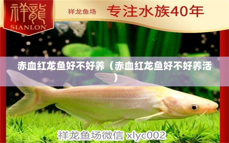 赤血紅龍魚(yú)好不好養(yǎng)（赤血紅龍魚(yú)好不好養(yǎng)活）