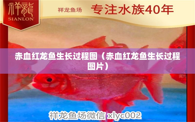 赤血紅龍魚(yú)生長(zhǎng)過(guò)程圖（赤血紅龍魚(yú)生長(zhǎng)過(guò)程圖片）