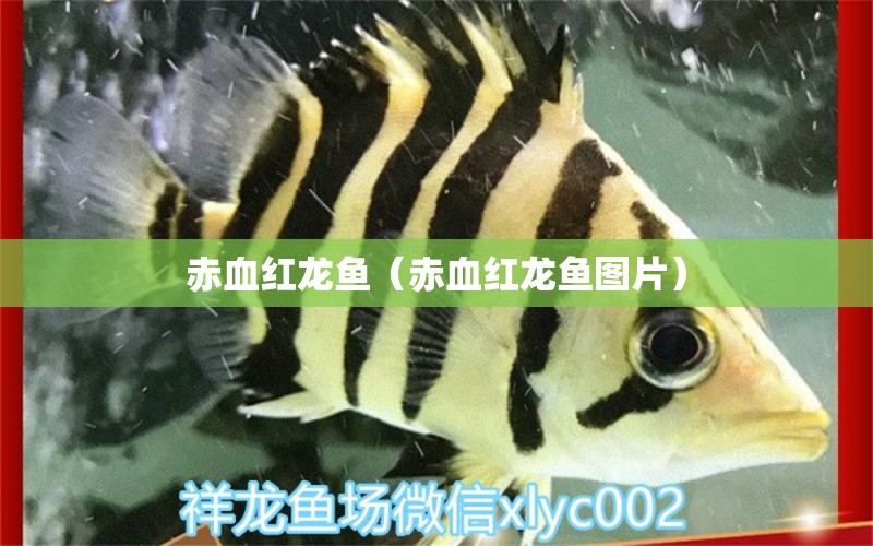 赤血紅龍魚(yú)（赤血紅龍魚(yú)圖片）