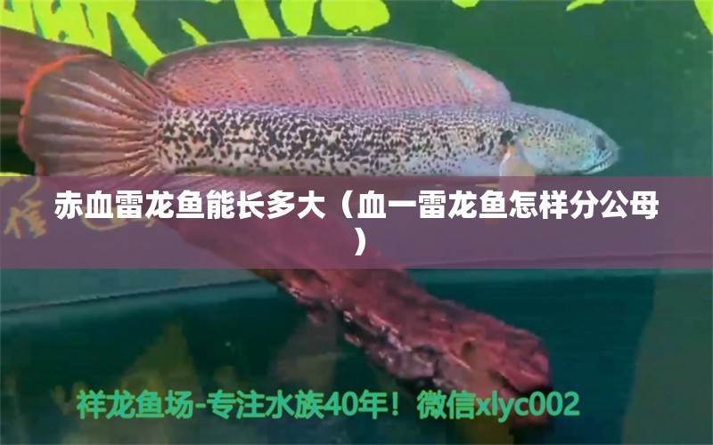 赤血雷龍魚能長多大（血一雷龍魚怎樣分公母）