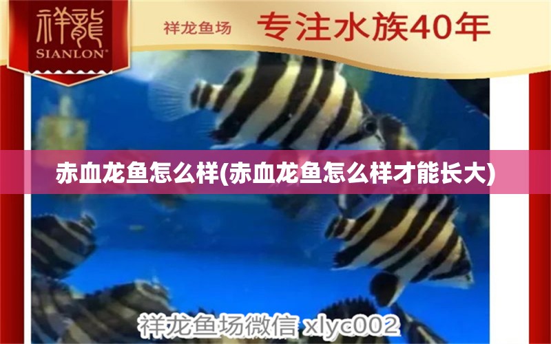 赤血龍魚怎么樣(赤血龍魚怎么樣才能長大) 銀龍魚苗