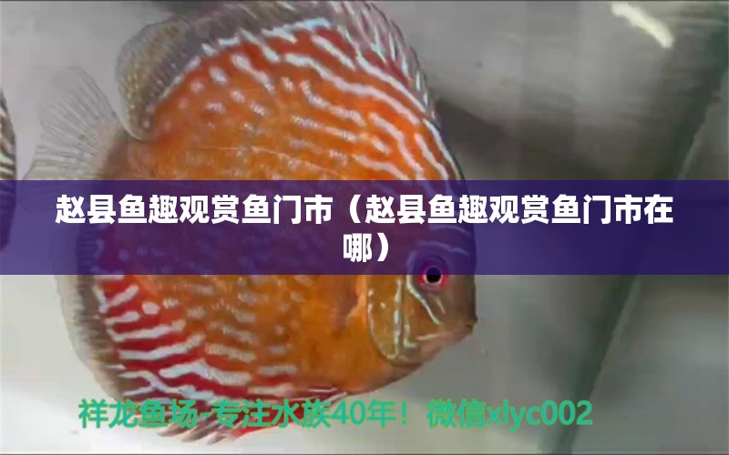 趙縣魚趣觀賞魚門市（趙縣魚趣觀賞魚門市在哪） 全國水族館企業(yè)名錄