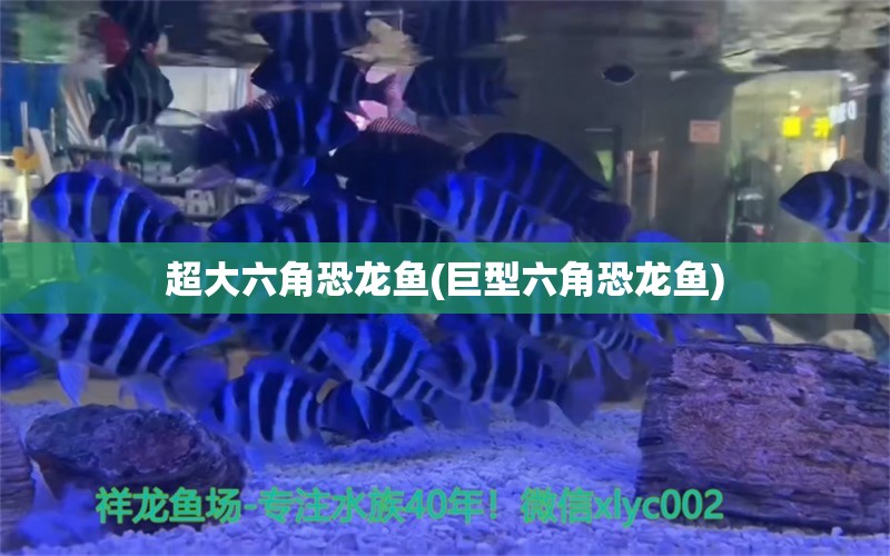 超大六角恐龍魚(巨型六角恐龍魚) 稀有金龍魚