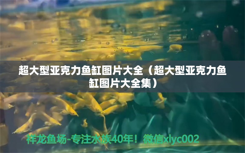 超大型亞克力魚(yú)缸圖片大全（超大型亞克力魚(yú)缸圖片大全集）