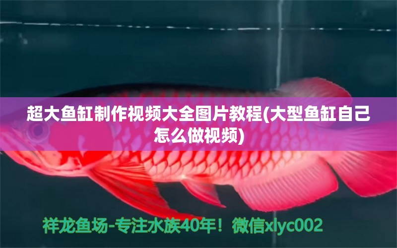 超大魚缸制作視頻大全圖片教程(大型魚缸自己怎么做視頻) 白子關(guān)刀魚