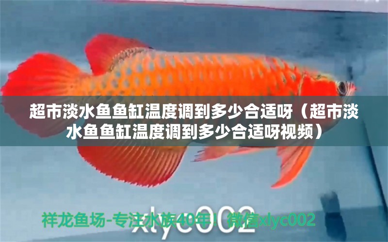 超市淡水魚魚缸溫度調(diào)到多少合適呀（超市淡水魚魚缸溫度調(diào)到多少合適呀視頻） 祥龍水族醫(yī)院