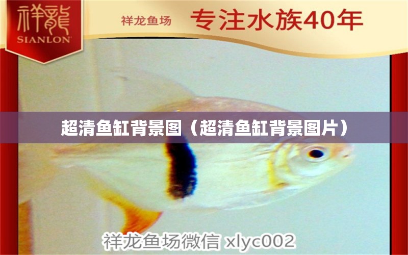 超清魚缸背景圖（超清魚缸背景圖片）