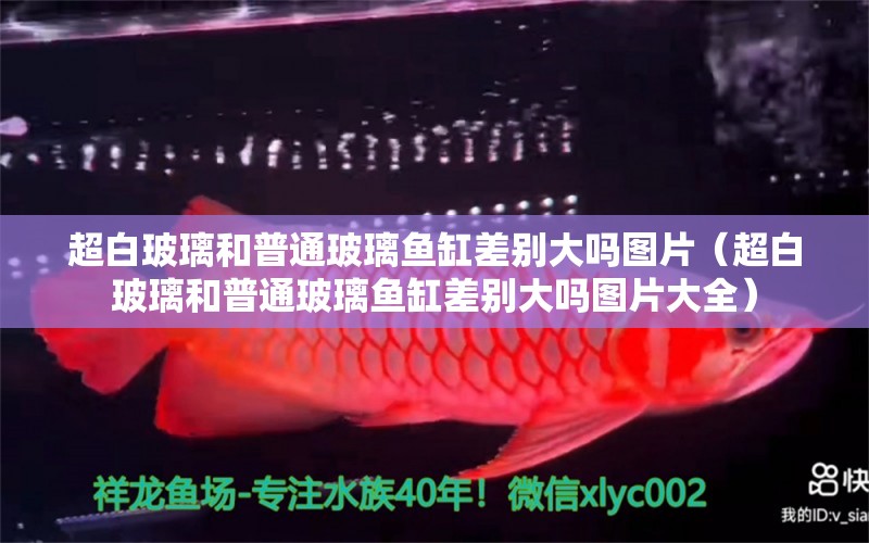 超白玻璃和普通玻璃魚缸差別大嗎圖片（超白玻璃和普通玻璃魚缸差別大嗎圖片大全）