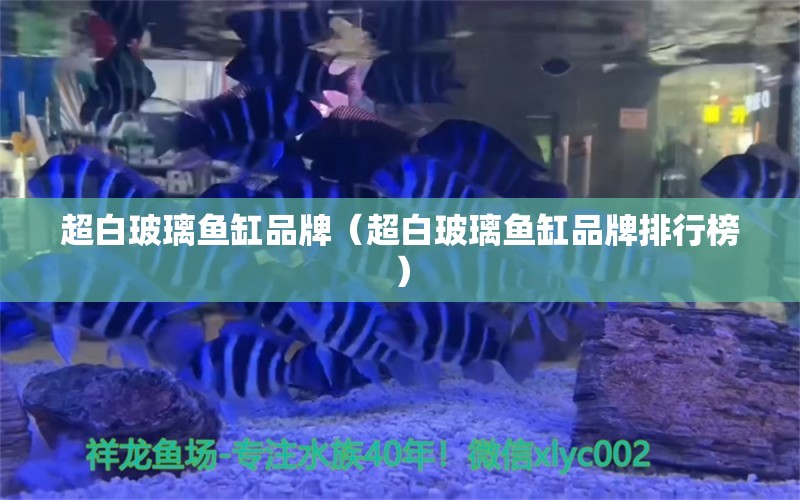 超白玻璃魚缸品牌（超白玻璃魚缸品牌排行榜）