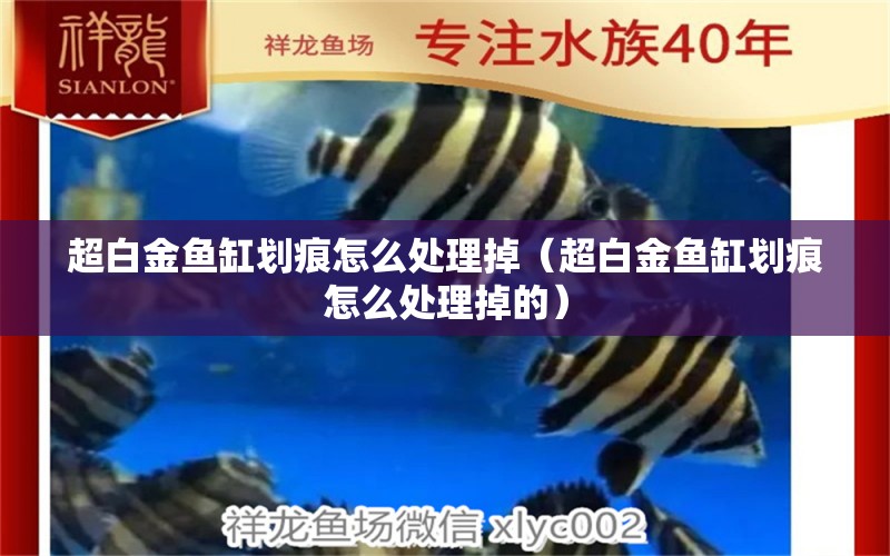 超白金魚缸劃痕怎么處理掉（超白金魚缸劃痕怎么處理掉的）