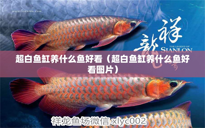 超白魚缸養(yǎng)什么魚好看（超白魚缸養(yǎng)什么魚好看圖片）