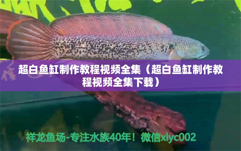 超白魚缸制作教程視頻全集（超白魚缸制作教程視頻全集下載）