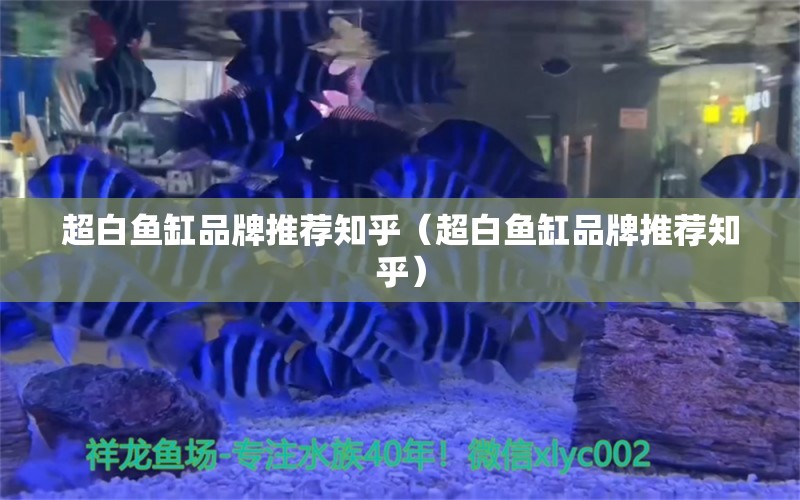 超白魚缸品牌推薦知乎（超白魚缸品牌推薦知乎） iwish愛唯希品牌魚缸