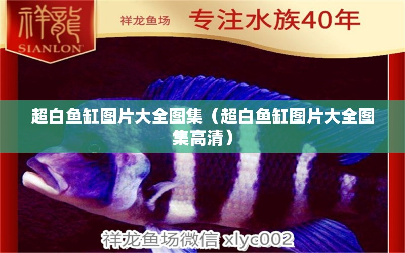 超白魚(yú)缸圖片大全圖集（超白魚(yú)缸圖片大全圖集高清）