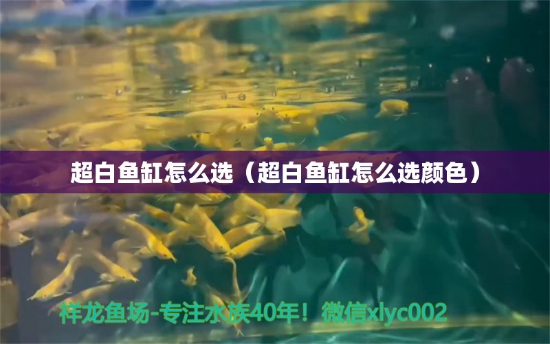 超白魚(yú)缸怎么選（超白魚(yú)缸怎么選顏色） 除藻劑