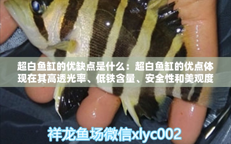 超白魚缸的優(yōu)缺點(diǎn)是什么：超白魚缸的優(yōu)點(diǎn)體現(xiàn)在其高透光率、低鐵含量、安全性和美觀度上 魚缸百科 第2張