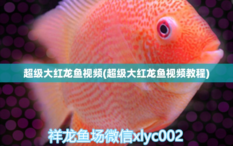 超級大紅龍魚視頻(超級大紅龍魚視頻教程) 魚缸定做