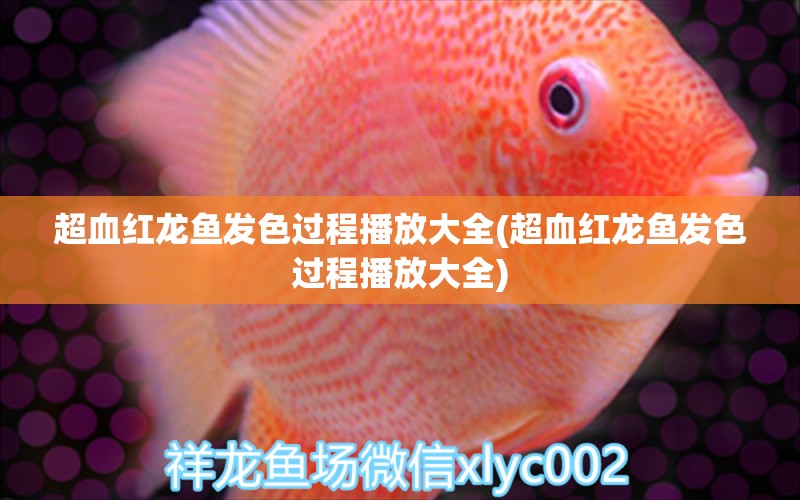 超血紅龍魚(yú)發(fā)色過(guò)程播放大全(超血紅龍魚(yú)發(fā)色過(guò)程播放大全)