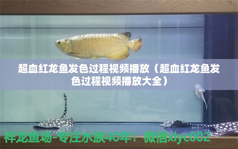 超血紅龍魚發(fā)色過程視頻播放（超血紅龍魚發(fā)色過程視頻播放大全）