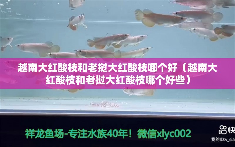 越南大紅酸枝和老撾大紅酸枝哪個(gè)好（越南大紅酸枝和老撾大紅酸枝哪個(gè)好些）