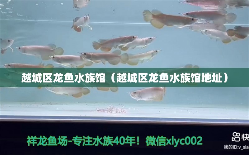 越城區(qū)龍魚水族館（越城區(qū)龍魚水族館地址） 全國水族館企業(yè)名錄