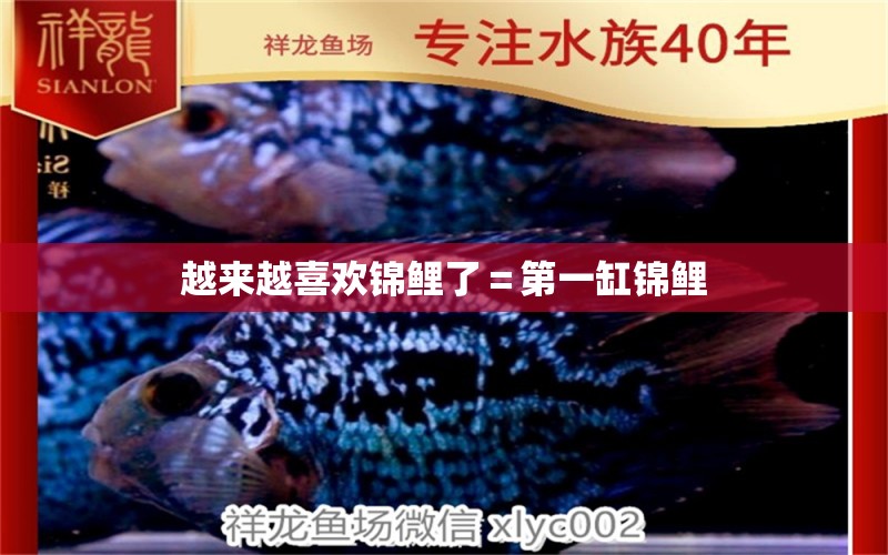 越來越喜歡錦鯉了＝第一缸錦鯉 BD魟魚 第10張