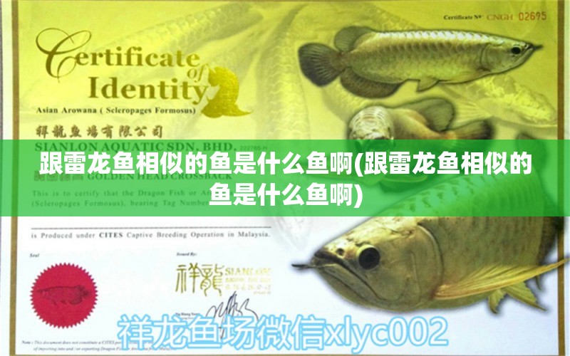 跟雷龍魚相似的魚是什么魚啊(跟雷龍魚相似的魚是什么魚啊) 檸檬鯽