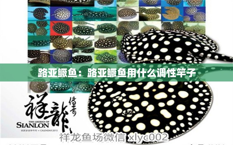 路亞鱖魚(yú)：路亞鱖魚(yú)用什么調(diào)性竿子 垂釣樂(lè)園