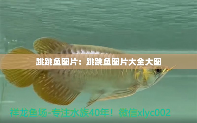 跳跳魚(yú)圖片：跳跳魚(yú)圖片大全大圖