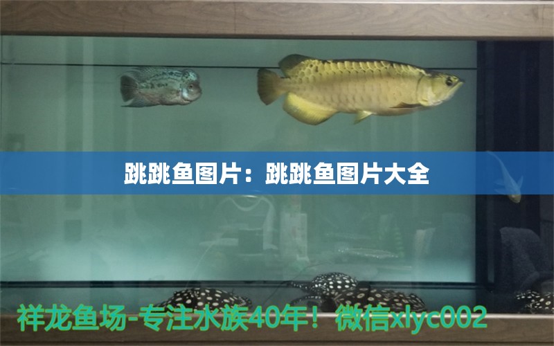 跳跳魚圖片：跳跳魚圖片大全